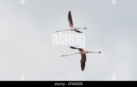 Paar Flamingos fliegen Stockfoto