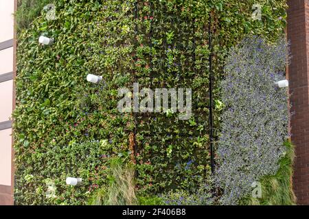 Detail einer lebenden Wand auf Dukes Court, einem 40 Meter hohen Bürogebäude in Woking Stadt, Surrey, England, Großbritannien, bedeckt mit grünen Pflanzen und Blumen Stockfoto