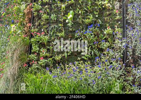 Detail einer lebenden Wand auf Dukes Court, einem 40 Meter hohen Bürogebäude in Woking Stadt, Surrey, England, Großbritannien, bedeckt mit grünen Pflanzen und Blumen Stockfoto