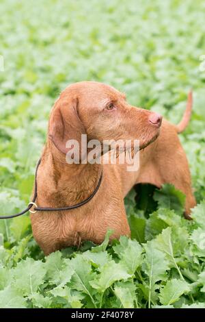 Drahthaarige ungarischen Vizsla in einem Feld von Grünkohl Stockfoto