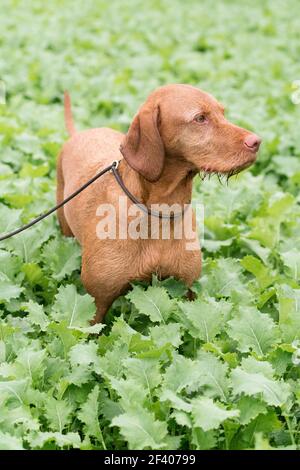 Drahthaarige ungarischen Vizsla in einem Feld von Grünkohl Stockfoto