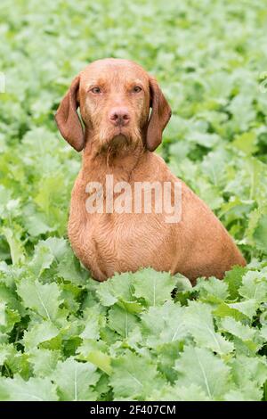 Drahthaarige ungarischen Vizsla in einem Feld von Grünkohl Stockfoto