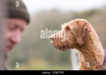 Arbeiten drahtigen ungarischen Vizsla Stockfoto