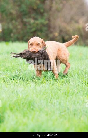 Drahthaarige ungarische vizsla, die einen melanistischen Henne-Fasan zurückruft Stockfoto