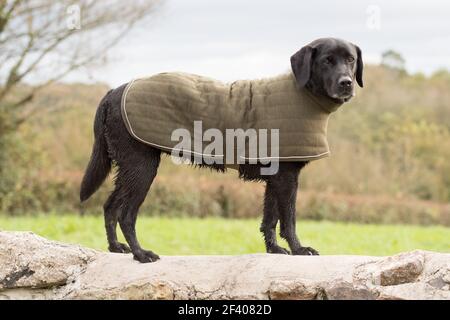 Arbeiten schwarz labrador Aufwärmen am Ende der Tag in einem grün gepolsterten Mantel Stockfoto