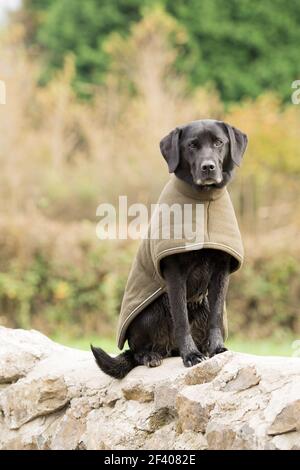 Arbeiten schwarz labrador Aufwärmen am Ende der Tag in einem grün gepolsterten Mantel Stockfoto