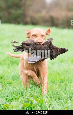 Drahthaarige ungarische vizsla, die einen melanistischen Henne-Fasan zurückruft Stockfoto