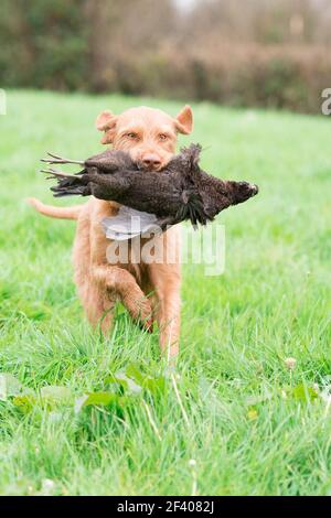 Drahthaarige ungarische vizsla, die einen melanistischen Henne-Fasan zurückruft Stockfoto