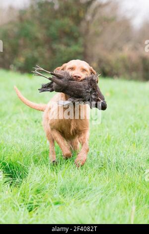 Drahthaarige ungarische vizsla, die einen melanistischen Henne-Fasan zurückruft Stockfoto