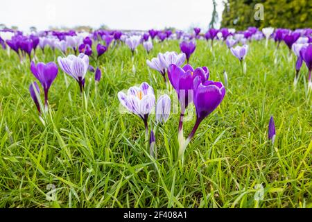 Lila und weiß gestreifte Krokusse wachsen im Gras in Blüte an einem sonnigen Tag im RHS Garden, Wisley, Surrey, Südostengland im Winter Stockfoto