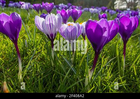 Lila und weiß gestreifte Krokusse wachsen im Gras in Blüte an einem sonnigen Tag im RHS Garden, Wisley, Surrey, Südostengland im Winter Stockfoto