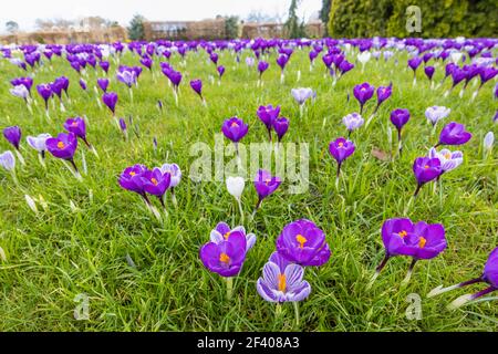 Lila und weiß gestreifte Krokusse wachsen im Gras in Blüte an einem sonnigen Tag im RHS Garden, Wisley, Surrey, Südostengland im Winter Stockfoto