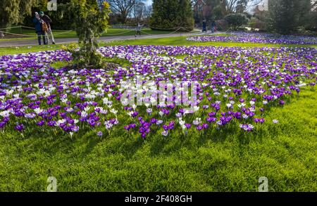 Lila, weiß und gestreifte Krokusse in Blüte an einem sonnigen Tag im RHS Garden, Wisley, Surrey, Südostengland im Winter Stockfoto