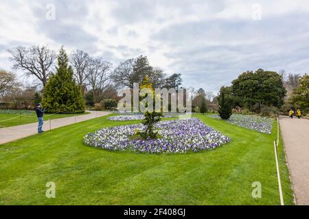 Lila, weiß und lila und weiß gestreifte Krokusse blühen im RHS Garden, Wisley, Surrey, Südostengland im späten Winter bis zum frühen Frühjahr Stockfoto