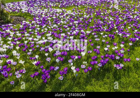 Lila, weiß und gestreifte Krokusse in Blüte an einem sonnigen Tag im RHS Garden, Wisley, Surrey, Südostengland im Winter Stockfoto