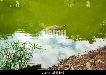 Eine Rotfußschildkröte (Chelonoidis Carbonarius) Eine Spezies aus Nord-Südamerika Sonnenbaden ist Schwimmen in Die Grüne Lagune Stockfoto