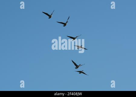 Kanada Gänse fliegen in Formation Stockfoto