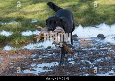 Labrador ruft eine Stockente zurück Stockfoto