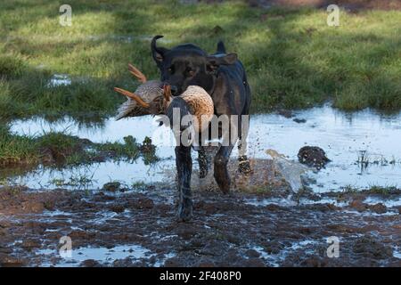 Labrador ruft eine Stockente zurück Stockfoto