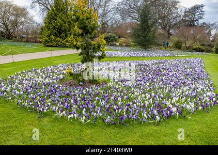 Lila, weiß und lila und weiß gestreifte Krokusse blühen im RHS Garden, Wisley, Surrey, Südostengland im späten Winter bis zum frühen Frühjahr Stockfoto