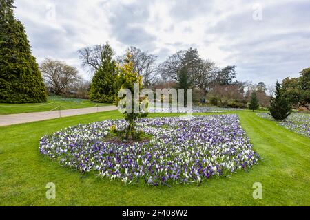 Lila, weiß und lila und weiß gestreifte Krokusse blühen im RHS Garden, Wisley, Surrey, Südostengland im späten Winter bis zum frühen Frühjahr Stockfoto