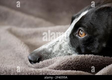 Sunlight Studio Portrait von Ruby Greyhound. Schöne Augen Zahlen Immer Aufmerksamkeit. Liegend oder stehend. Stockfoto