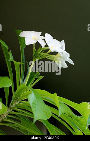 Blühende Blumen und Knospen von Plumeria Pudica oder Fiddle Leaf Plumeria Stockfoto