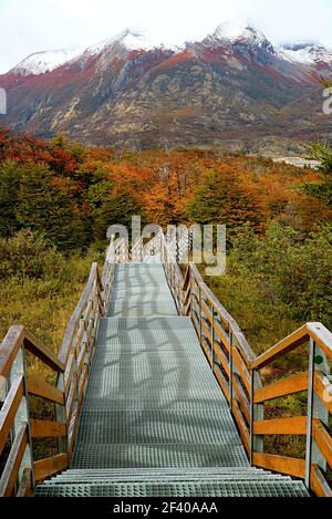 Leere Promenade zwischen Herbstlaub führt zum Aussichtspunkt des Perito Moreno Gletschers, El Calafate, Patagonien, Argentinien, Südamerika Stockfoto