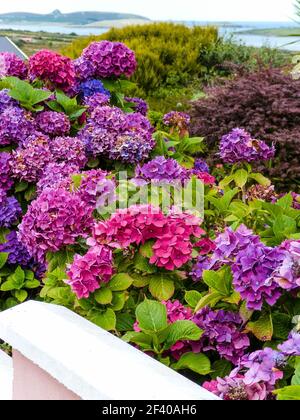 Rosa und violette Hortensien blühen in irland Stockfoto