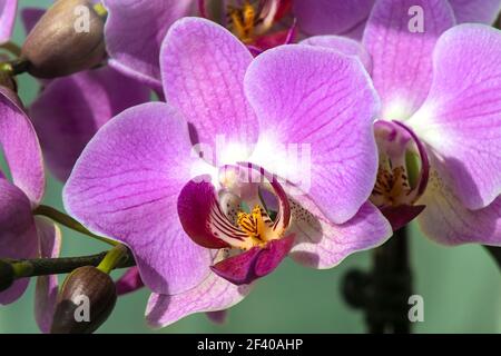 Lebendige Orchidee Blumen zusammen im Topf. Makrodetails für Fensterablage. Stockfoto