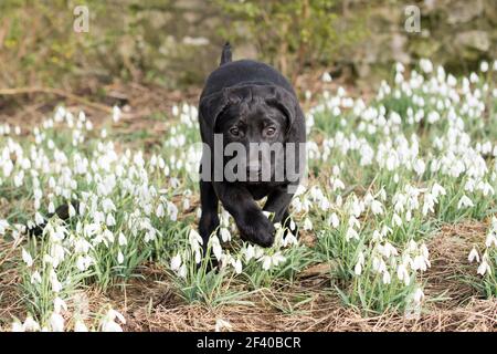 Schwarzer Labrador Welpe spielt in einem Bett aus Schneeglöckchen Stockfoto