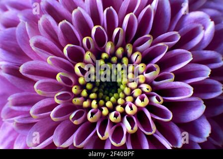 Nahaufnahme Foto von lila Chrysanthemum morifolium Blume zeigt die Staubgefäße und Blütenblätter Stockfoto