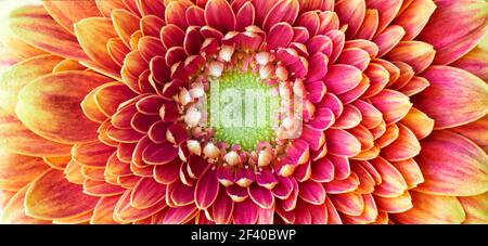 Nahaufnahme Foto von Goldene Chrysantheme Blume zeigt die Staubgefäße und Blütenblätter Stockfoto