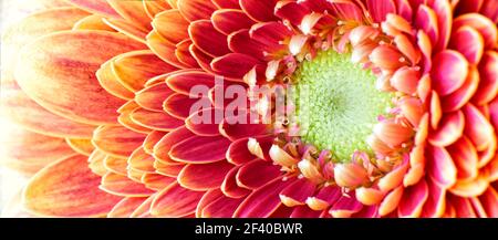 Nahaufnahme Foto von Goldene Chrysantheme Blume zeigt die Staubgefäße und Blütenblätter Stockfoto