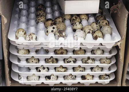 Frische Wachteleier Display in den Kunststoff-Tabletts zum Verkauf im Supermarkt. Stockfoto