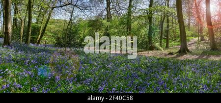 Panoramablick auf Wälder mit einem Fußweg und blühenden Blaubellen im Frühling in den Chiltern Hills, England Stockfoto