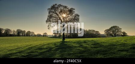 Panoramablick auf den hinterleuchteten Baum am späten Nachmittag im Frühling in den Chilterns, England Stockfoto