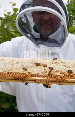 Imker inspiziert einen Rahmen von Honig aus Bienenstock Stockfoto