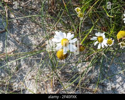 wildblumen blühen am Strand in irland Stockfoto