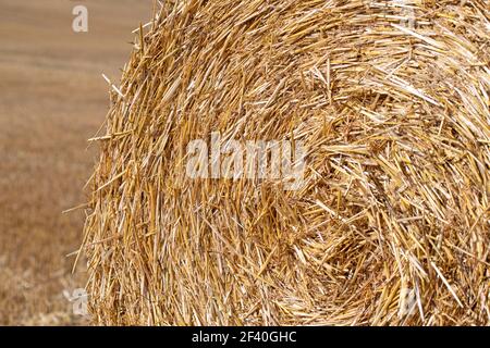 Rundballen aus Strohhalm in Nahaufnahme Stockfoto