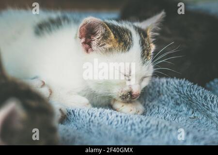 Liebenswert schwarz und weiß Kätzchen ruht auf blauen Decke Stockfoto