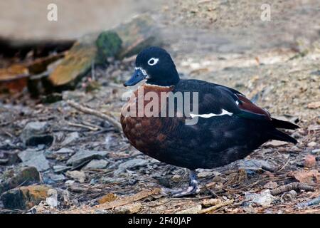 Eine australische Shelduck-Frau, Tadorna tadornoides Stockfoto