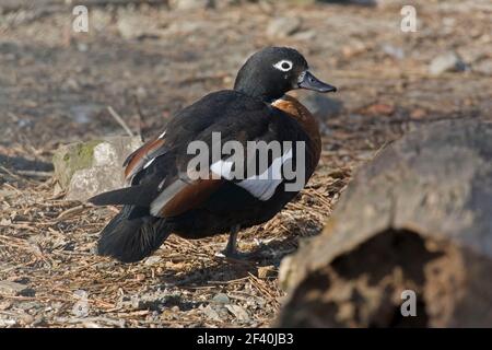 Eine australische Shelduck, Tadorna tadornoides, weiblich Stockfoto