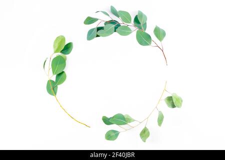 Floraler runder Rahmen, Eukalyptusblätter auf weißem Hintergrund. Kranz aus Eukalyptus popus Zweigen. Flach liegend, Draufsicht mit Copyspace für Text. Min Stockfoto