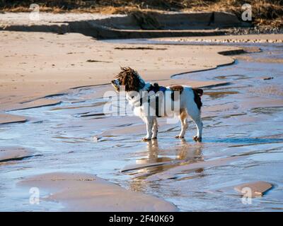 Ein englischer Springer Spaniel mit einem Julius-K9 Kraftgeschirr am Strand von Bamburgh in Northumberland. Stockfoto