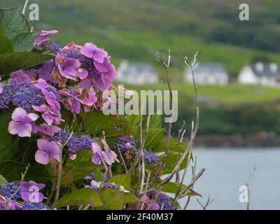 Rosa und violette Hortensien blühen in irland Stockfoto