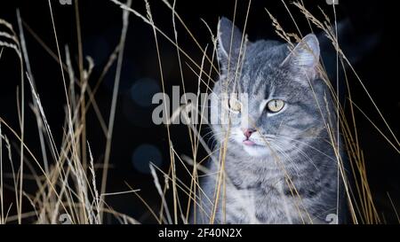 Hauskatze im Schnee mit negativem Raum Stockfoto
