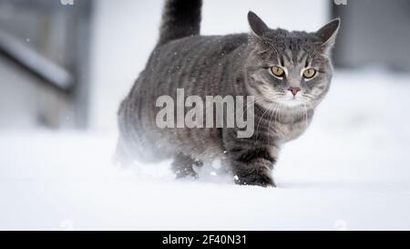 Hauskatze im Schnee mit negativem Raum Stockfoto