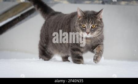 Hauskatze im Schnee mit negativem Raum Stockfoto