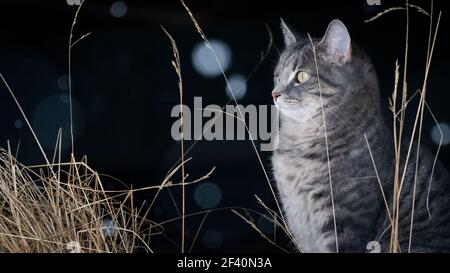 Hauskatze im Schnee mit negativem Raum Stockfoto